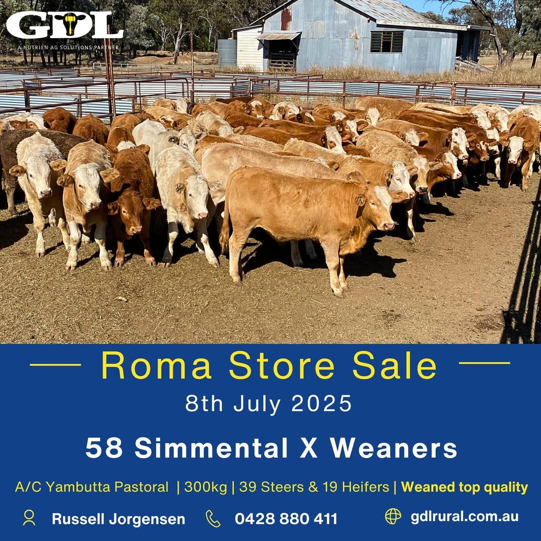 Roma Store Cattle Sale 7.jpg