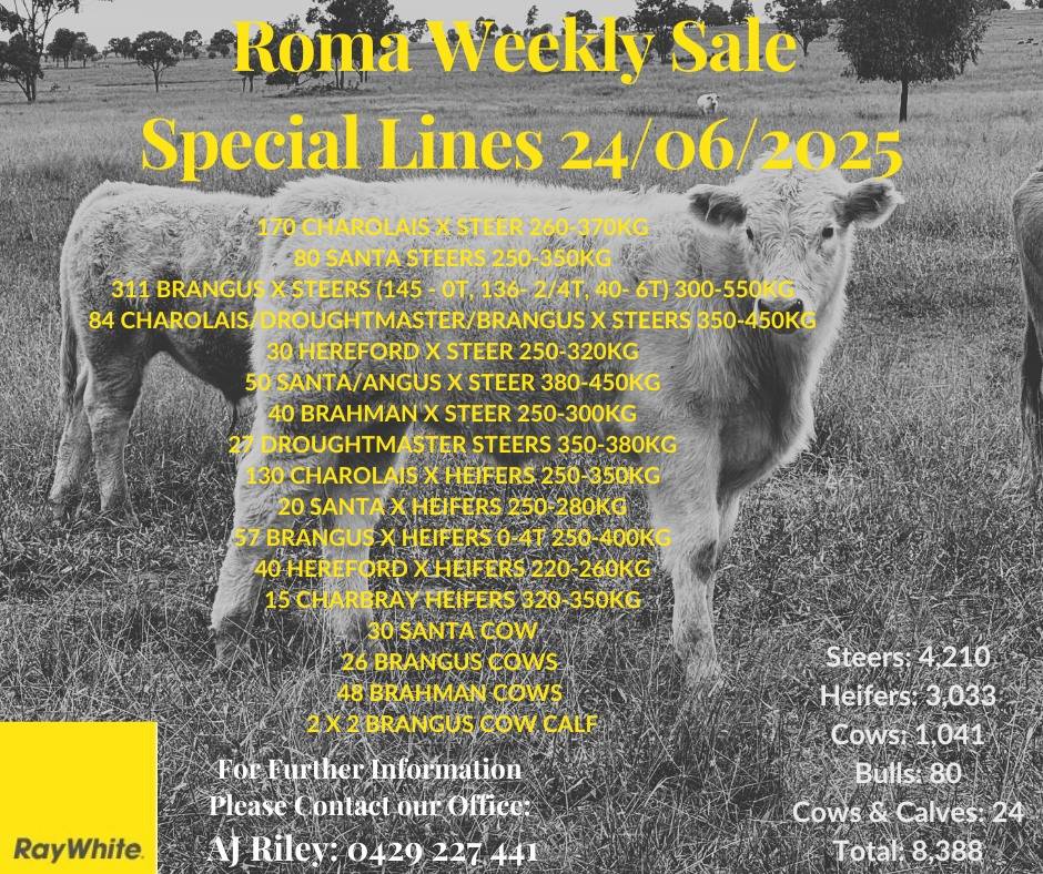 Roma Store Cattle Sale 8.jpg