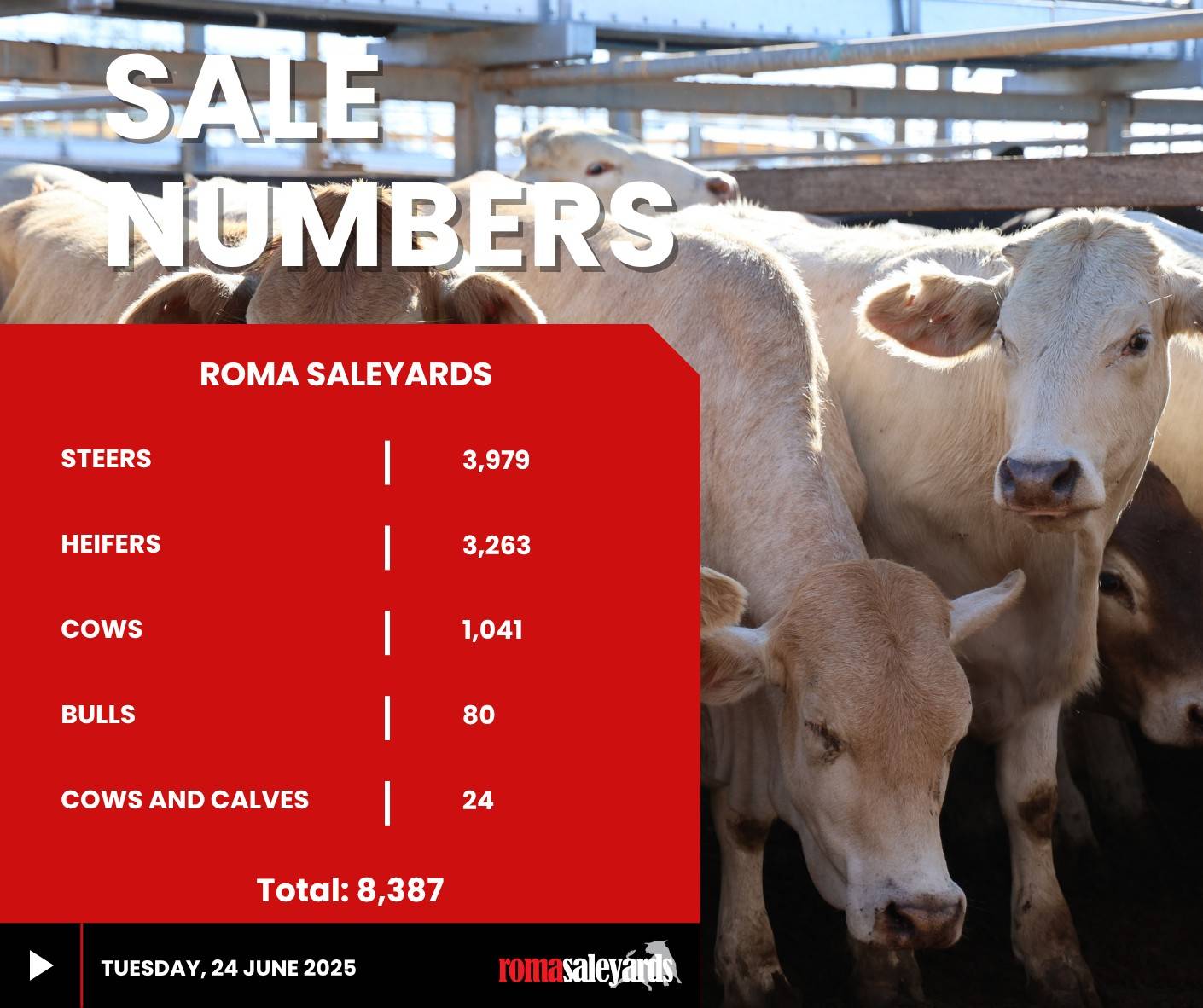 Roma Store Cattle Sale .jpg