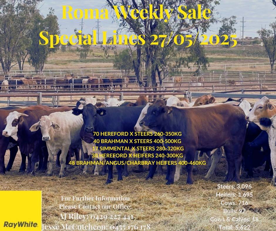 Roma Store Sale 7.jpg