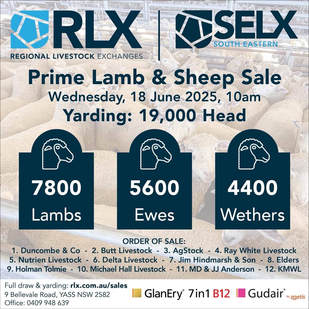 SELX SHeep & Lamb.jpg