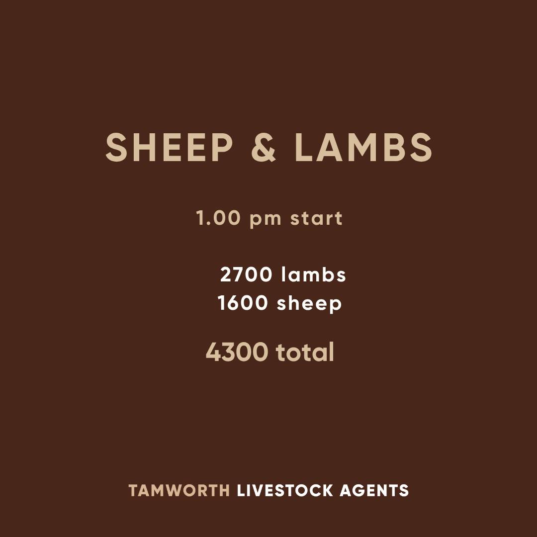 Tammwoirth Sheep and Lamb.jpg