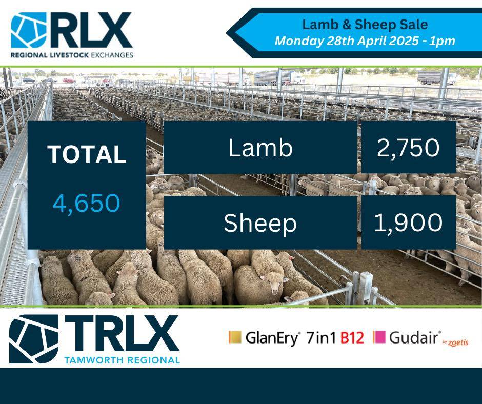 Tamworth Sheep and Lamb Sale.jpg