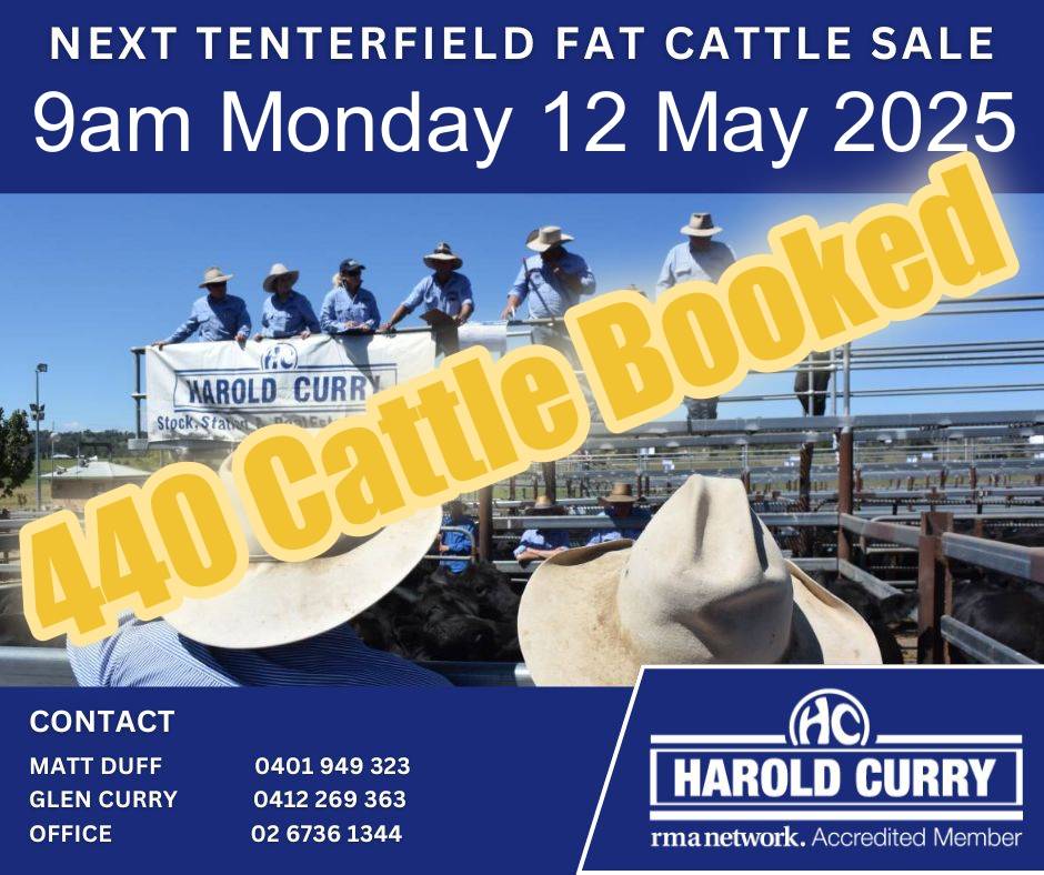 Tenterfield Fat Cattle Sale.jpg