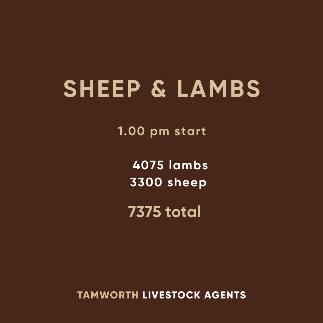 TRLX Sheep & Lamb.jpg