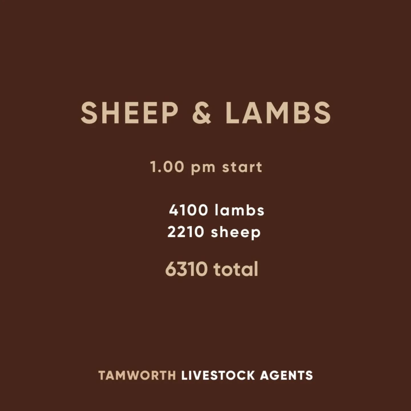 TRLX (Tamworth) Sheep & Lamb Sale-12 May, 1pm. Est 6,000 Hd.jpeg