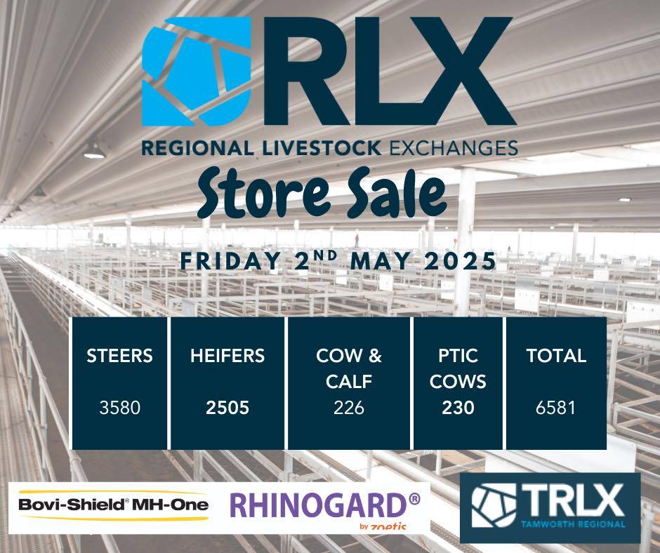 TRLX Tamworth Store Cattle Sale.jpg