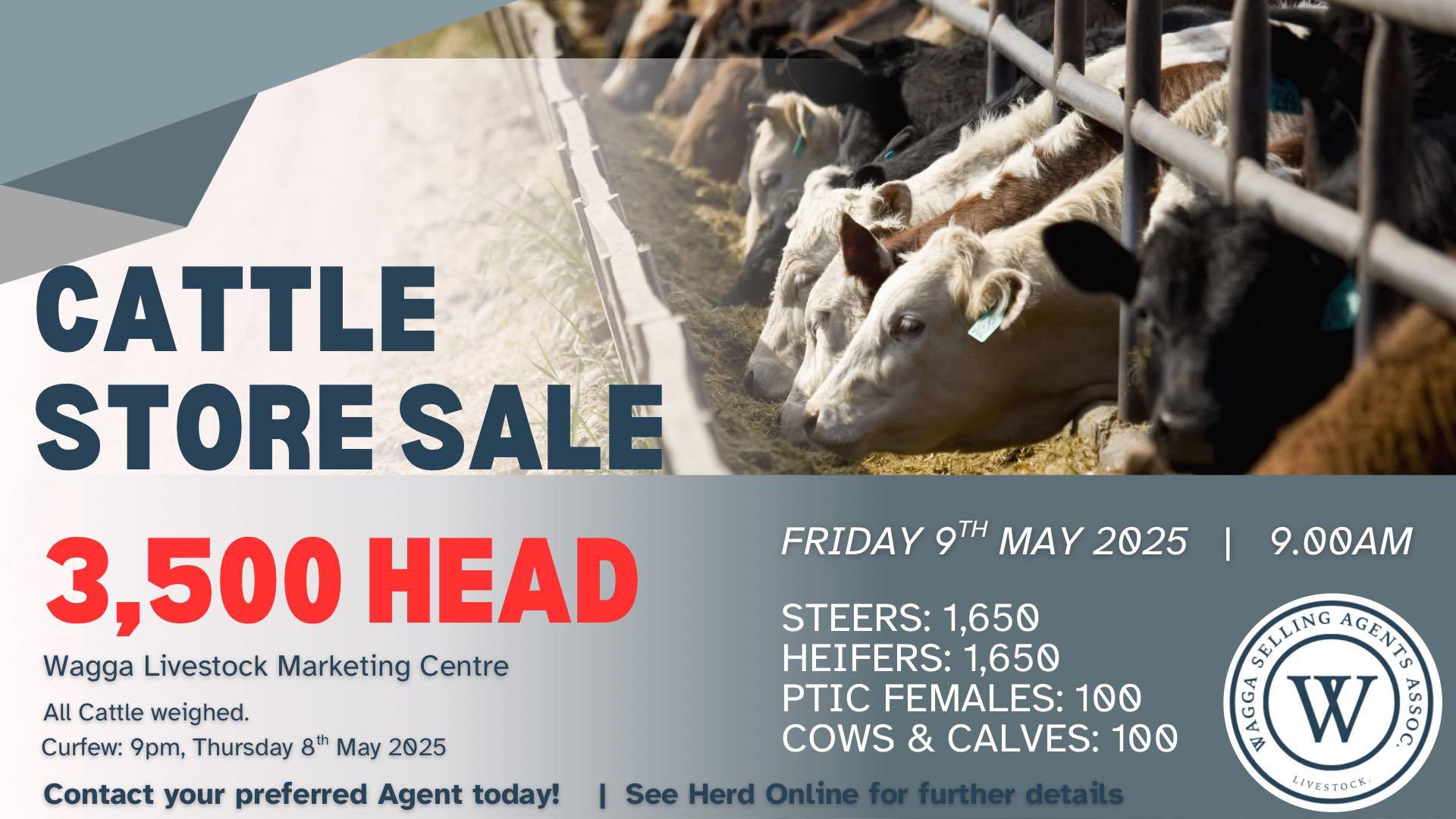 Wagga Store Cattle Sale.jpg