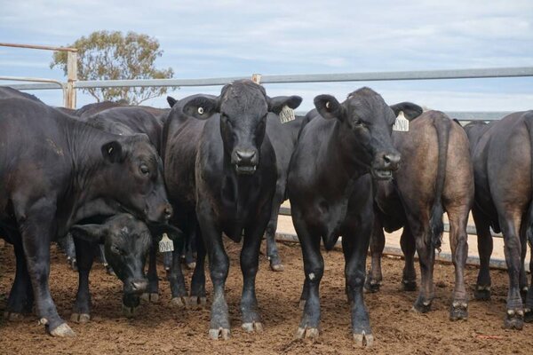 41 Weaned Steers.JPG