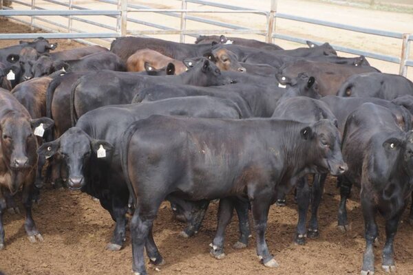 41 Weaned Steers 1.JPG