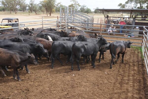 41 Weaned Steers 2.JPG