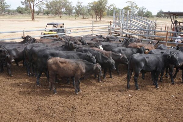 41 Weaned Steers 3.JPG