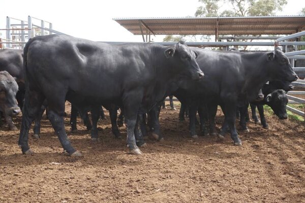 41 Weaned Steers 4.JPG