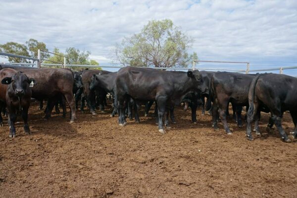 41 Weaned Steers 5.JPG