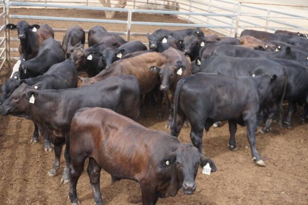 41 Weaned Steers 6.JPG