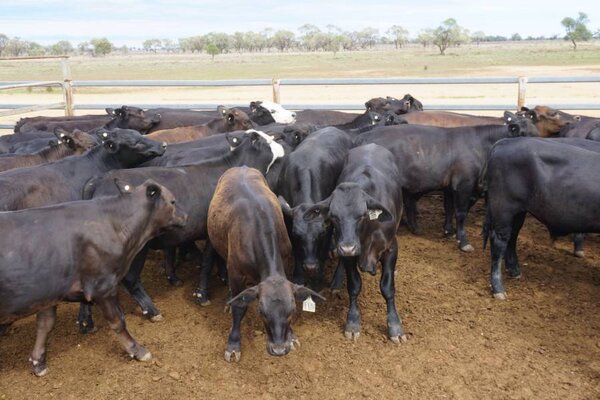 41 Weaned Steers 7.JPG