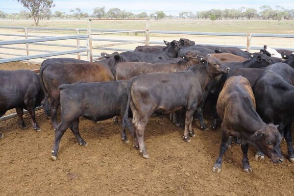 41 Weaned Steers 8.JPG