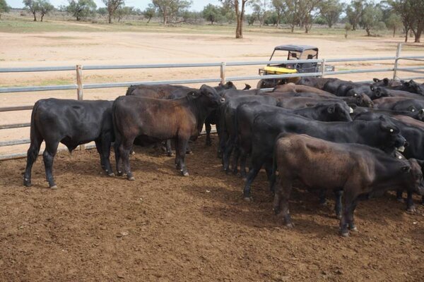 41 Weaned Steers 9.JPG