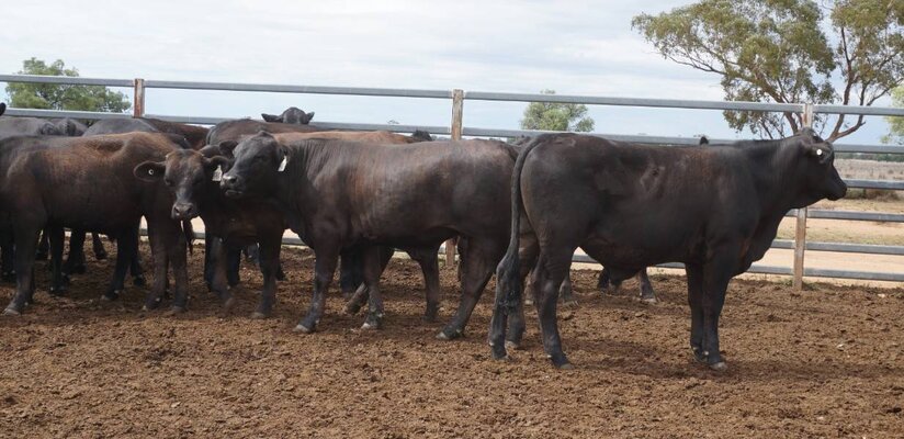 41 Weaned Steers 10.JPG