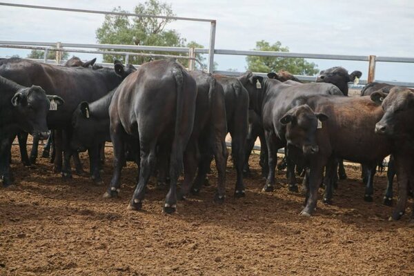 41 Weaned Steers 11.JPG