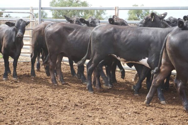 41 Weaned Steers 12.JPG