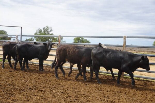 41 Weaned Steers 13.JPG