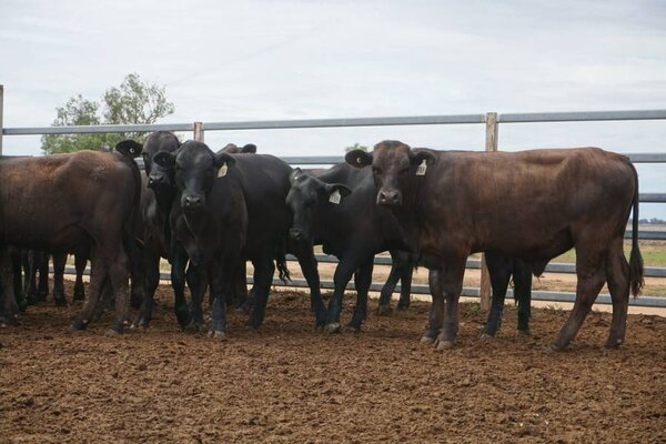 41 Weaned Steers 14.JPG