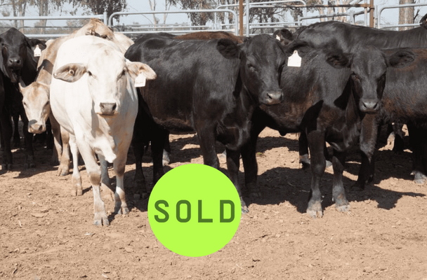 Sold Heifers.png