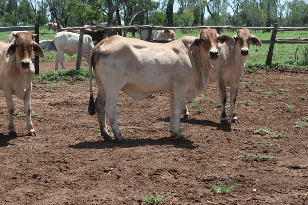 Brahman Heifers 1.png