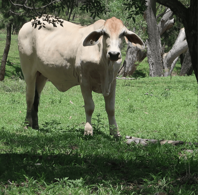 Brahman Heifers 2.png