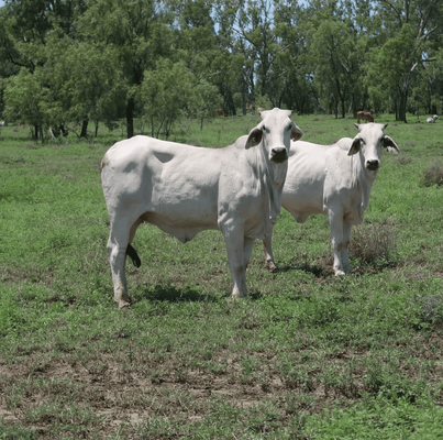 Brahman Heifers 3.png