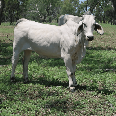 Brahman Heifers 4.png