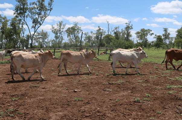 Brahman Heifers 5.png