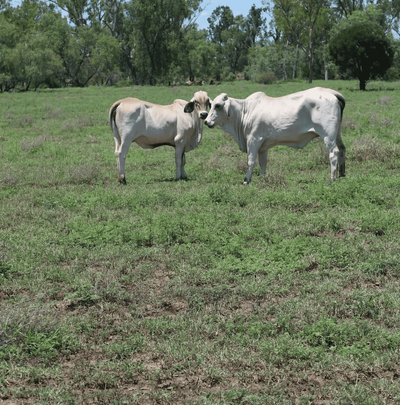 Brahman Heifers 6.png