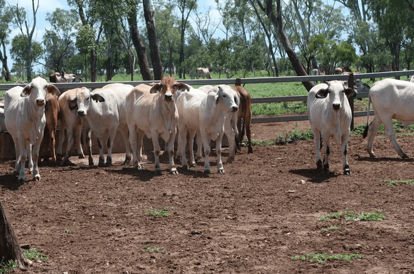 Brahman Heifers 7.png