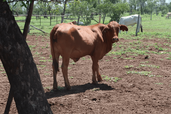 Brahman Heifers 8.png