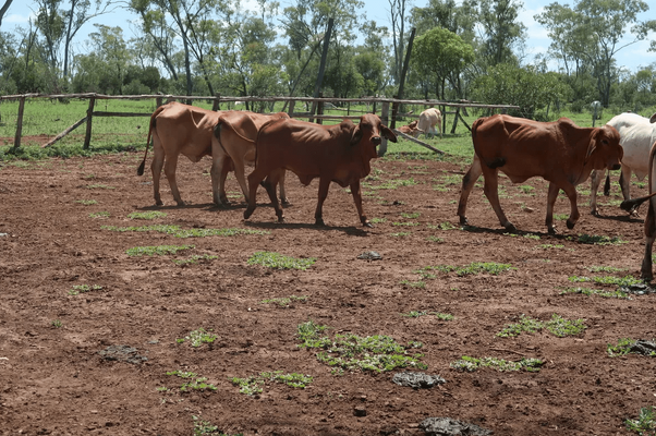 Brahman Heifers 9.png