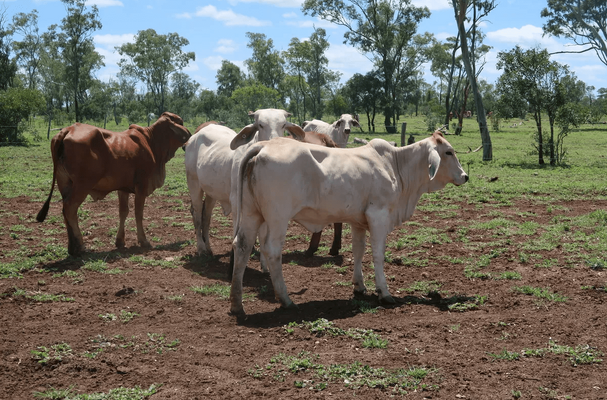 Brahman Heifers 10.png