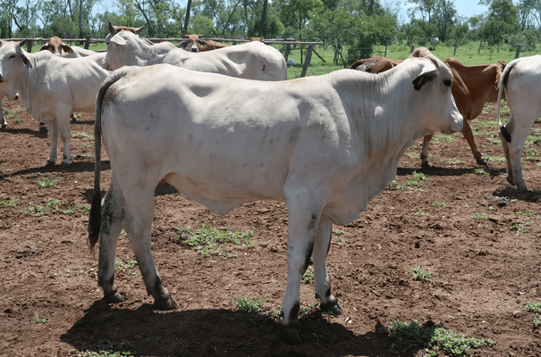 Brahman Heifers 11.png