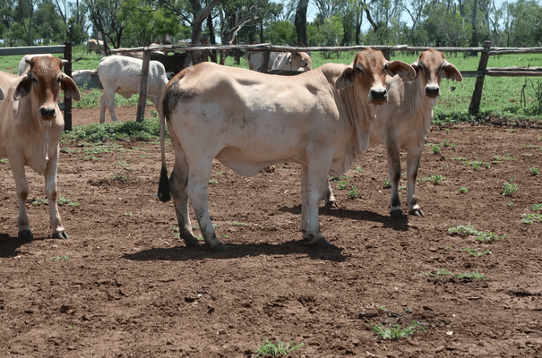 Brahman Heifers 12.png