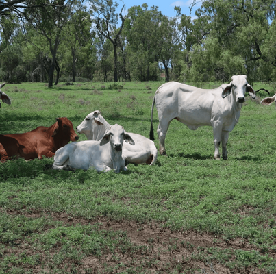 Brahman Heifers 13.png