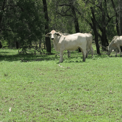 Brahman Heifers 14.png