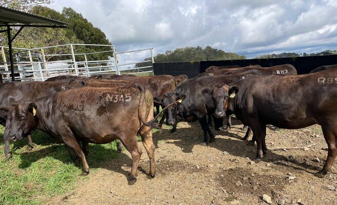 Foundation Cows_OnTheBox1.jpg