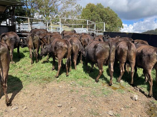 S&T Heifers in Cow Lots2.jpg