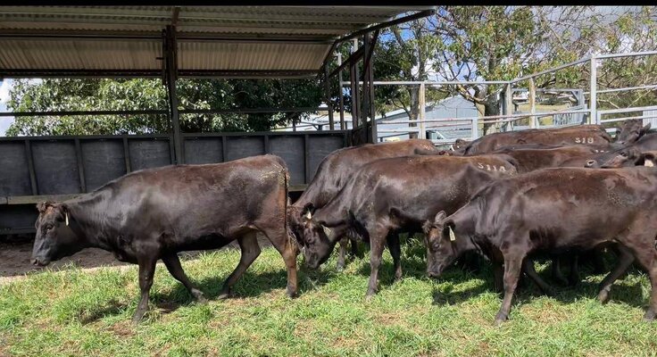 S&T Heifers in Cow Lots.jpg