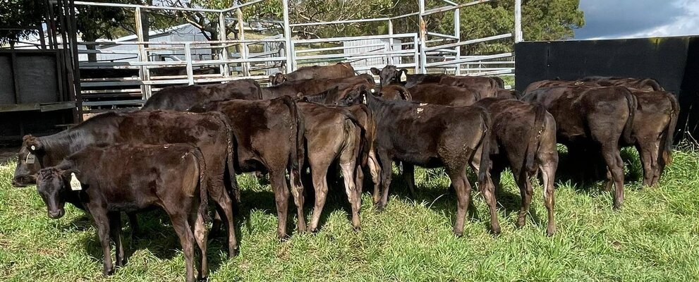 Unjoined Heifers On The Box .jpg