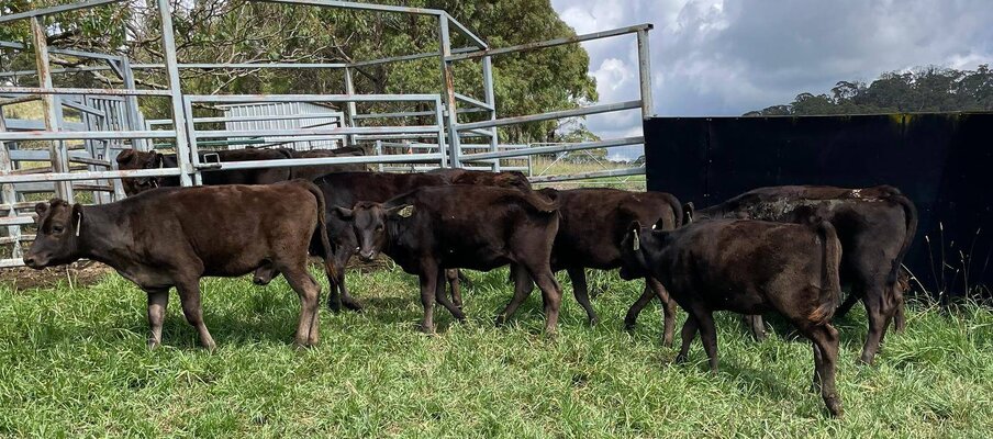 Unjoined Heifers On THe Box 2.jpg