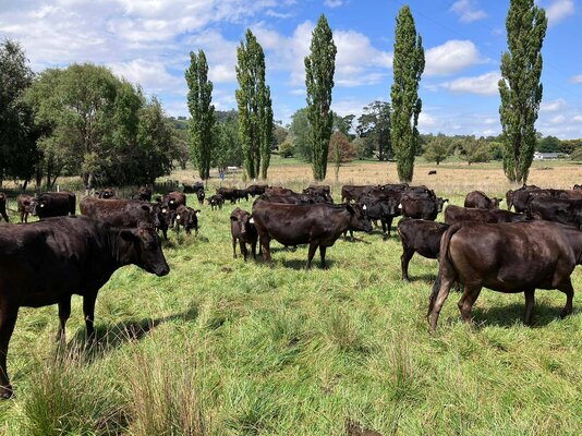 Woodland Calves_2.jpg