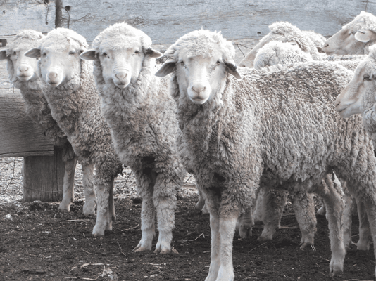 Future Breeder Ewe Lambs 2.png