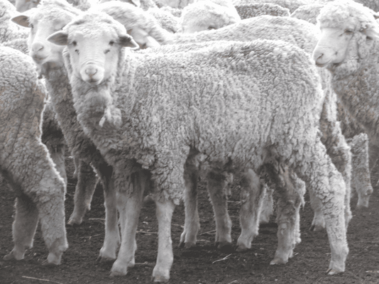 Future Breeder Ewe Lambs.png